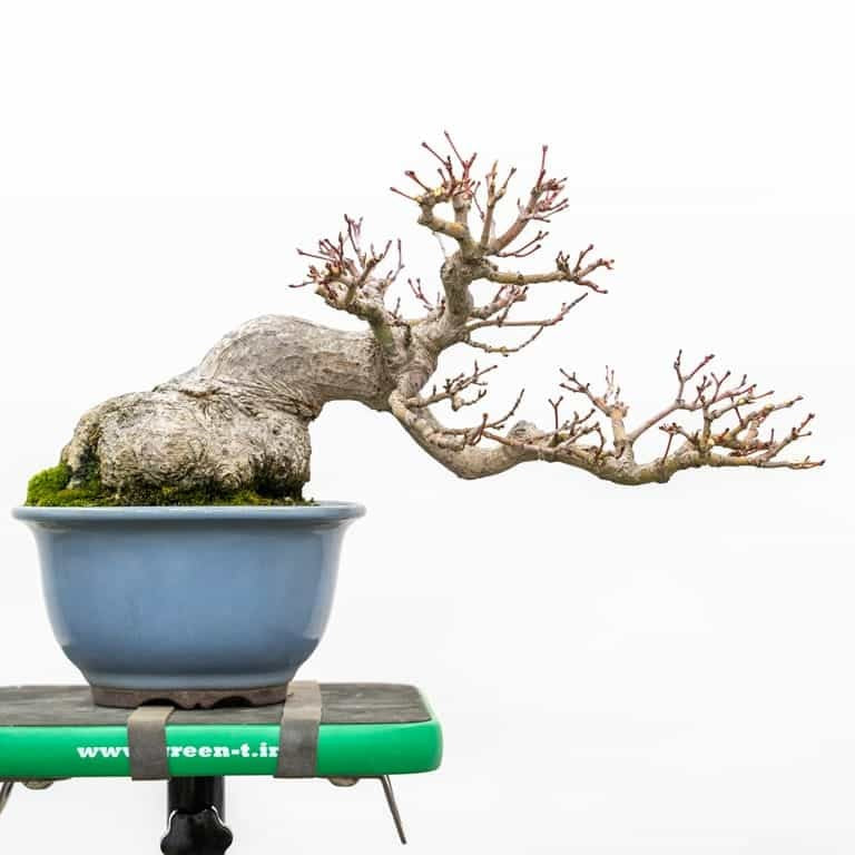 Cicatrizando el alma del árbol