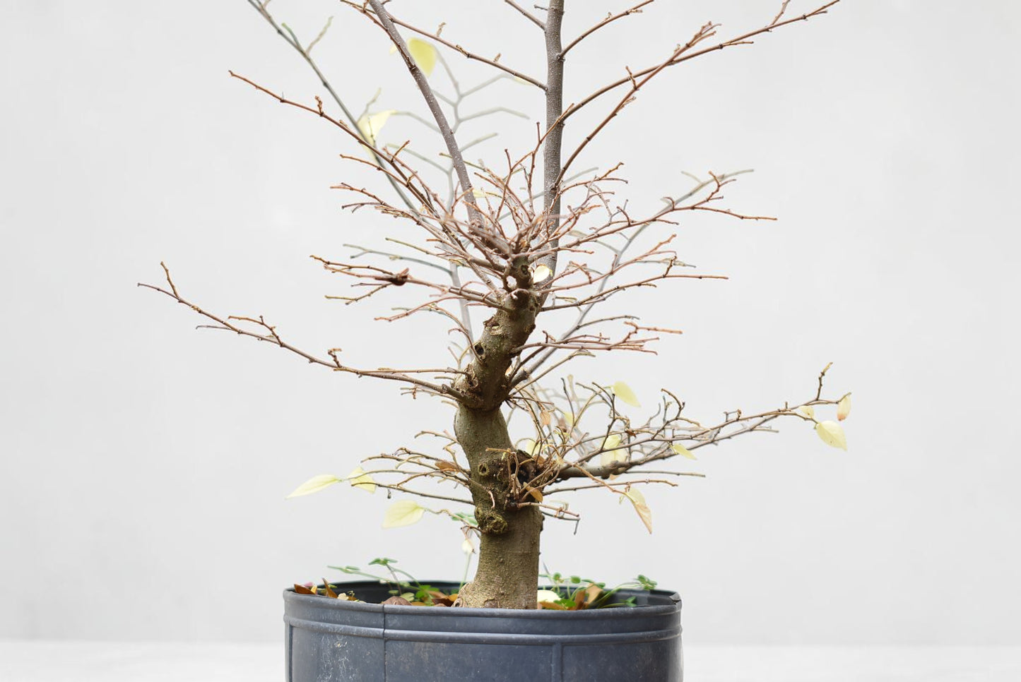 ALMEZ CHINO (Celtis Sinensis)