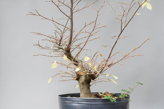 ALMEZ CHINO (Celtis Sinensis)