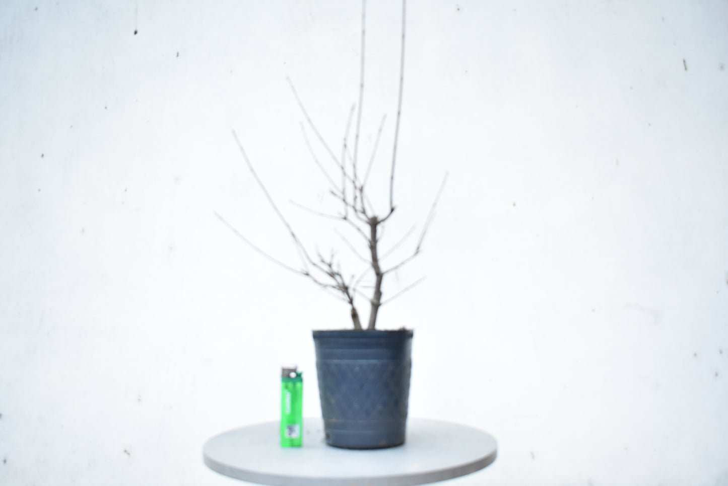 ARCE TRIDENTADO (Acer Buergerianum)