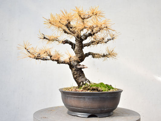 ALERCE EUROPEO (Larix Decidua)