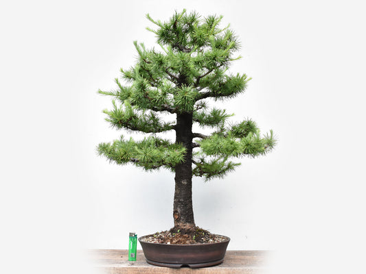 KARAMATSU (Larix Kaempferii