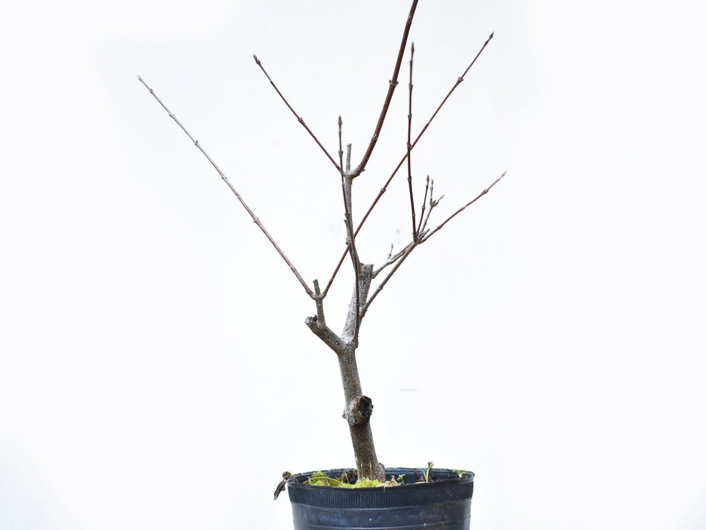 ARCE TRIDENTADO (Acer Buergerianum)
