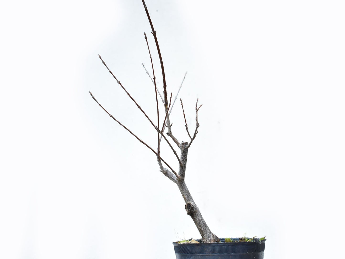 ARCE TRIDENTADO (Acer Buergerianum)