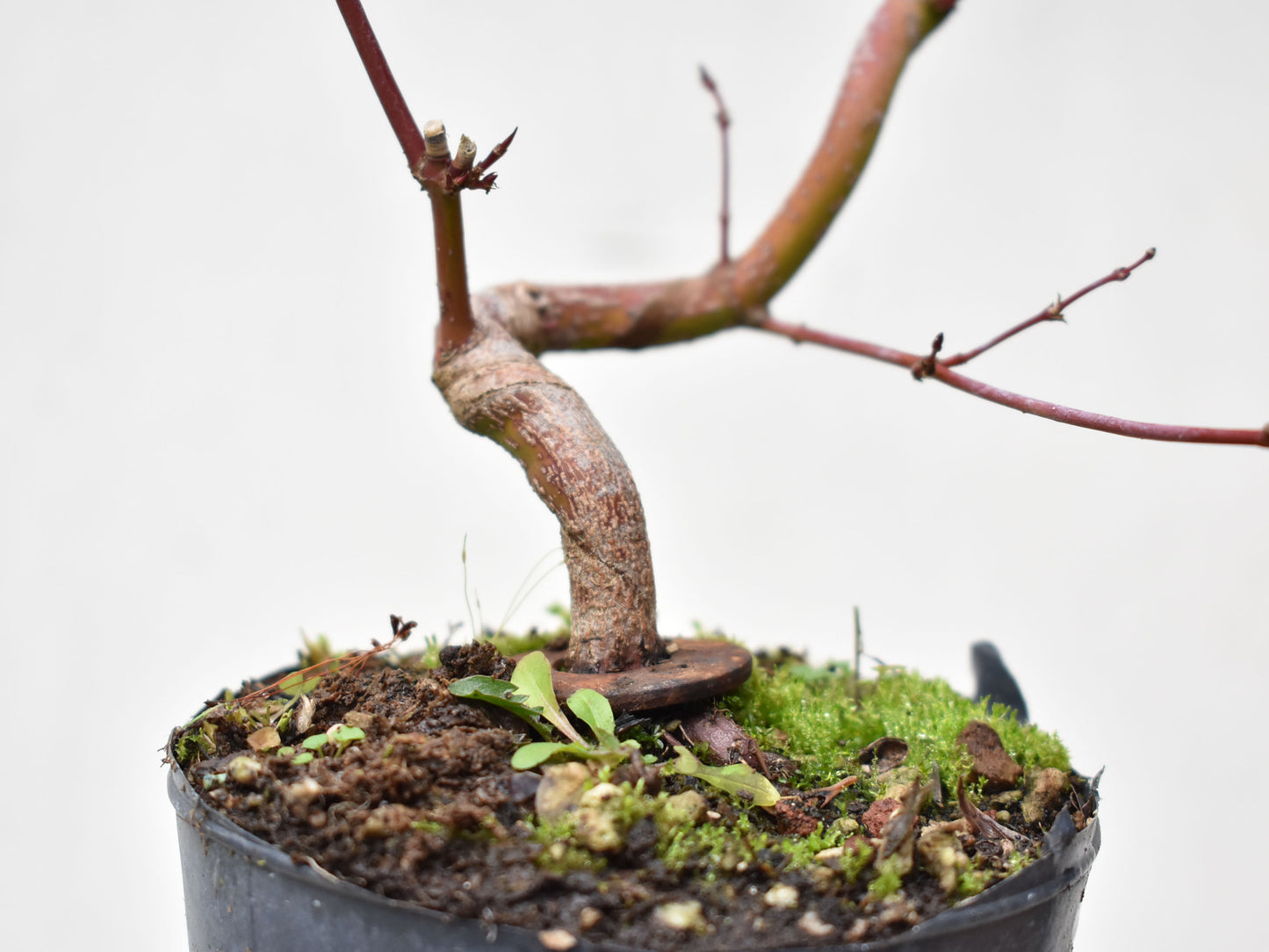 ARCE JAPONES (Acer Palmatum)