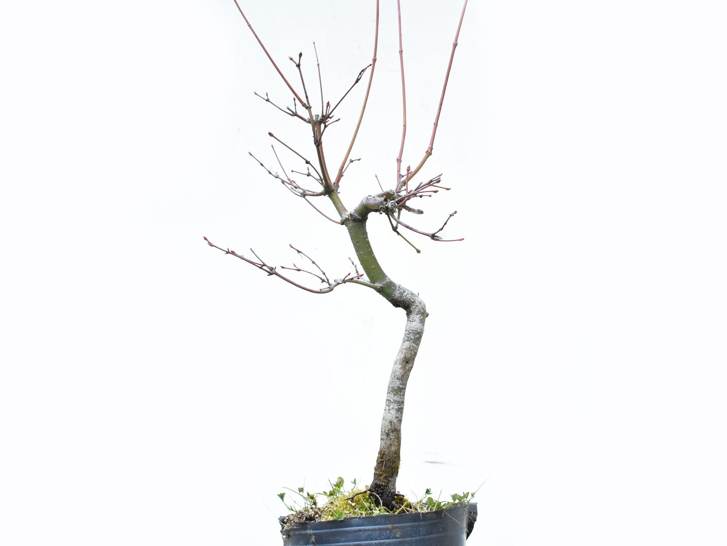ARCE JAPONES (Acer Palmatum)