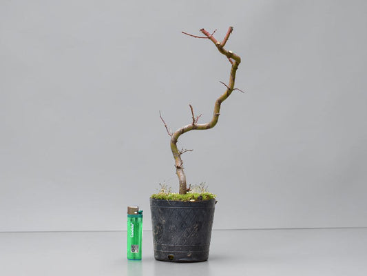 ARCE JAPONES (Acer Palmatum)