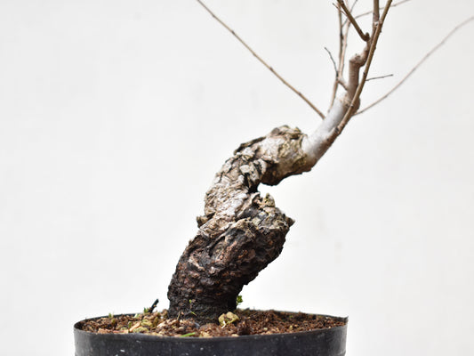 OLMO SIBERIANO (Ulmus Pumila)