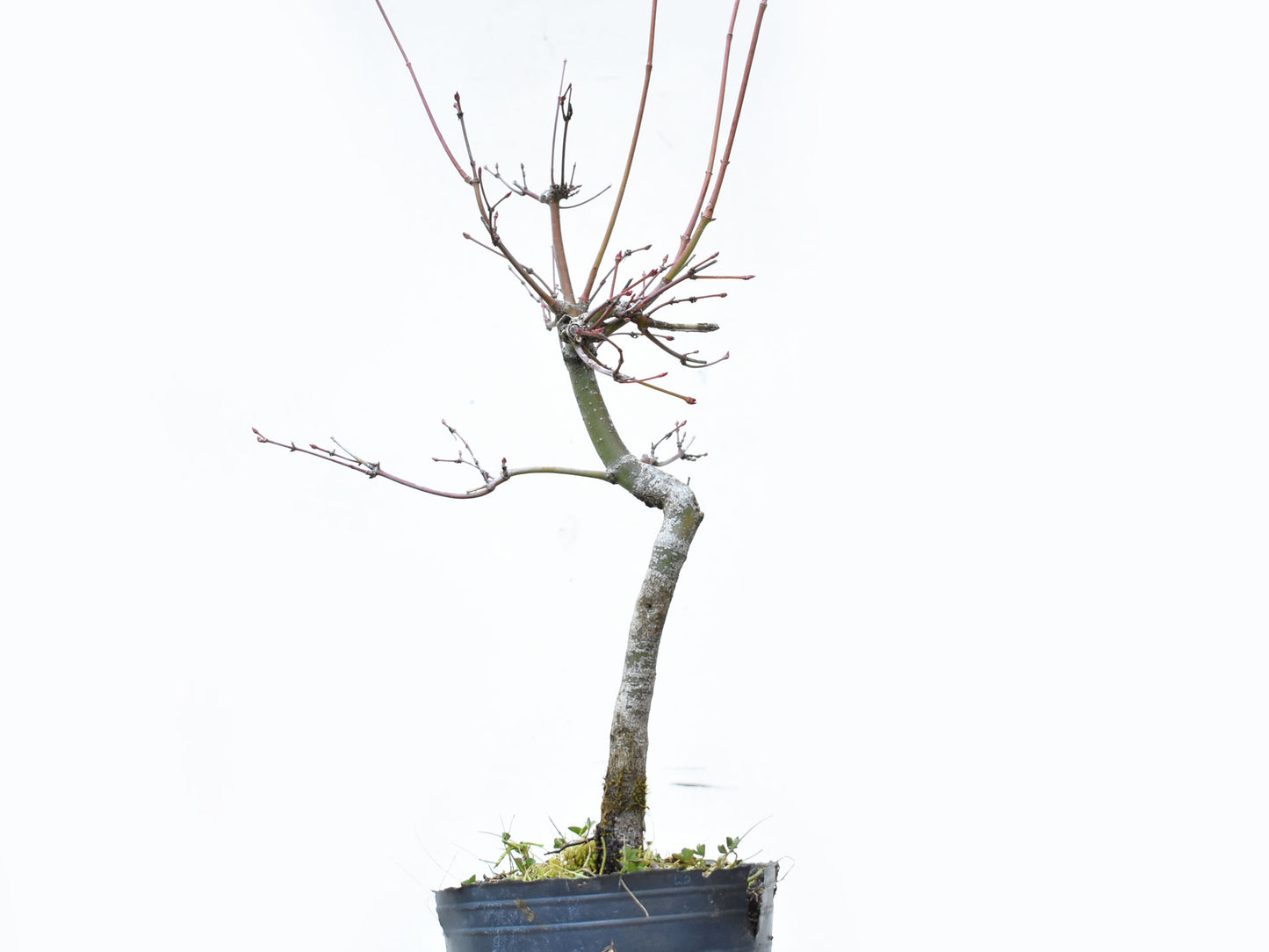 ARCE JAPONES (Acer Palmatum)