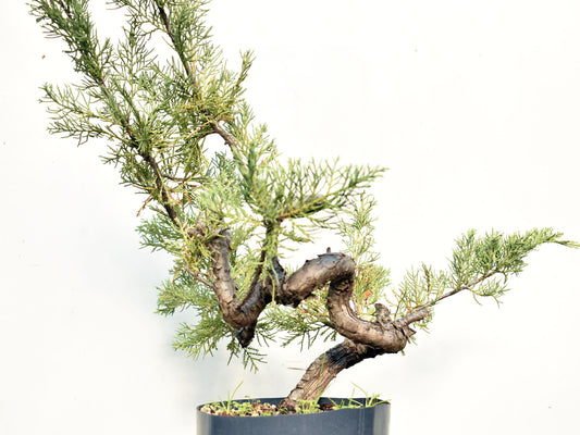 ENEBRO (Juniperus )
