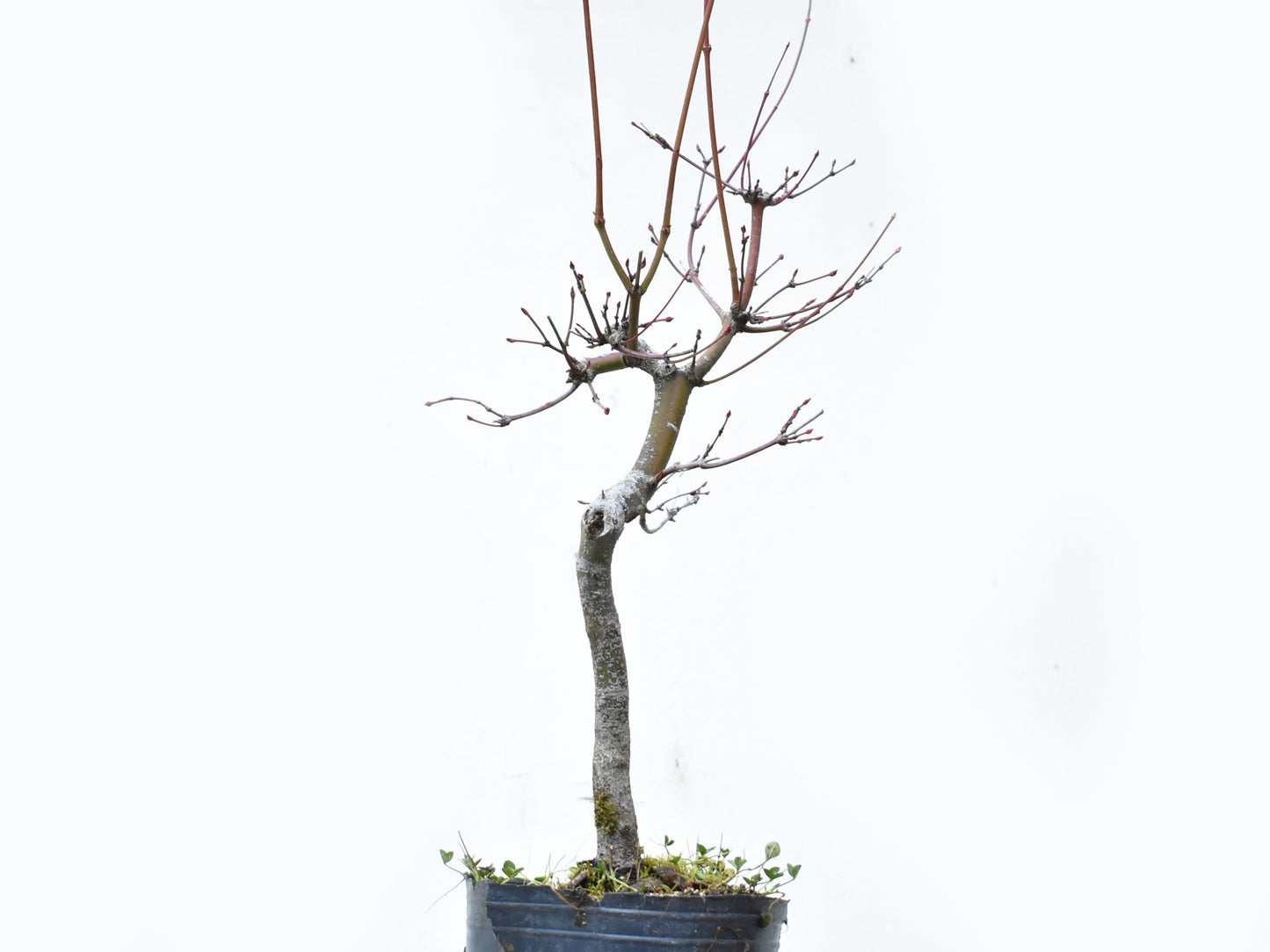 ARCE JAPONES (Acer Palmatum)
