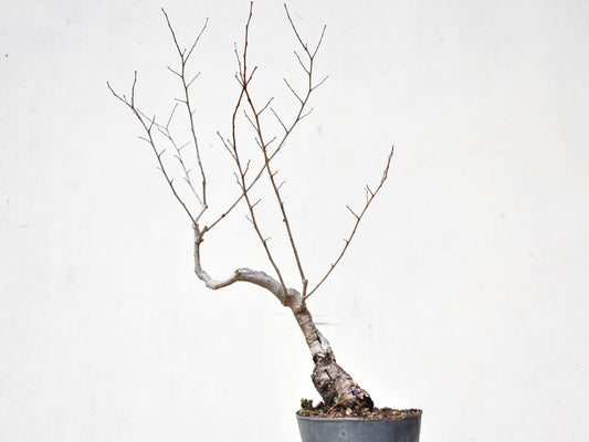 OLMO SIBERIANO (Ulmus Pumila)