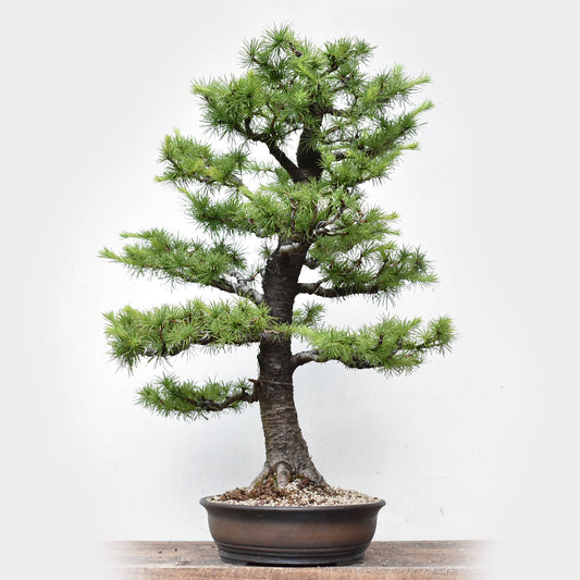KARAMATSU (Larix Kaempferii)