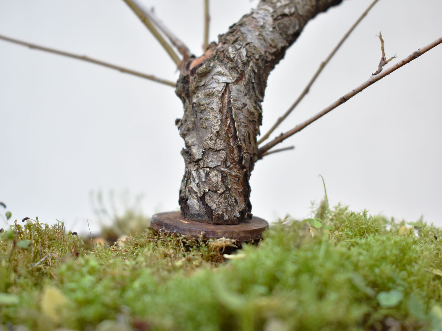 OLMO CHINO (Ulmus Parvifolia)