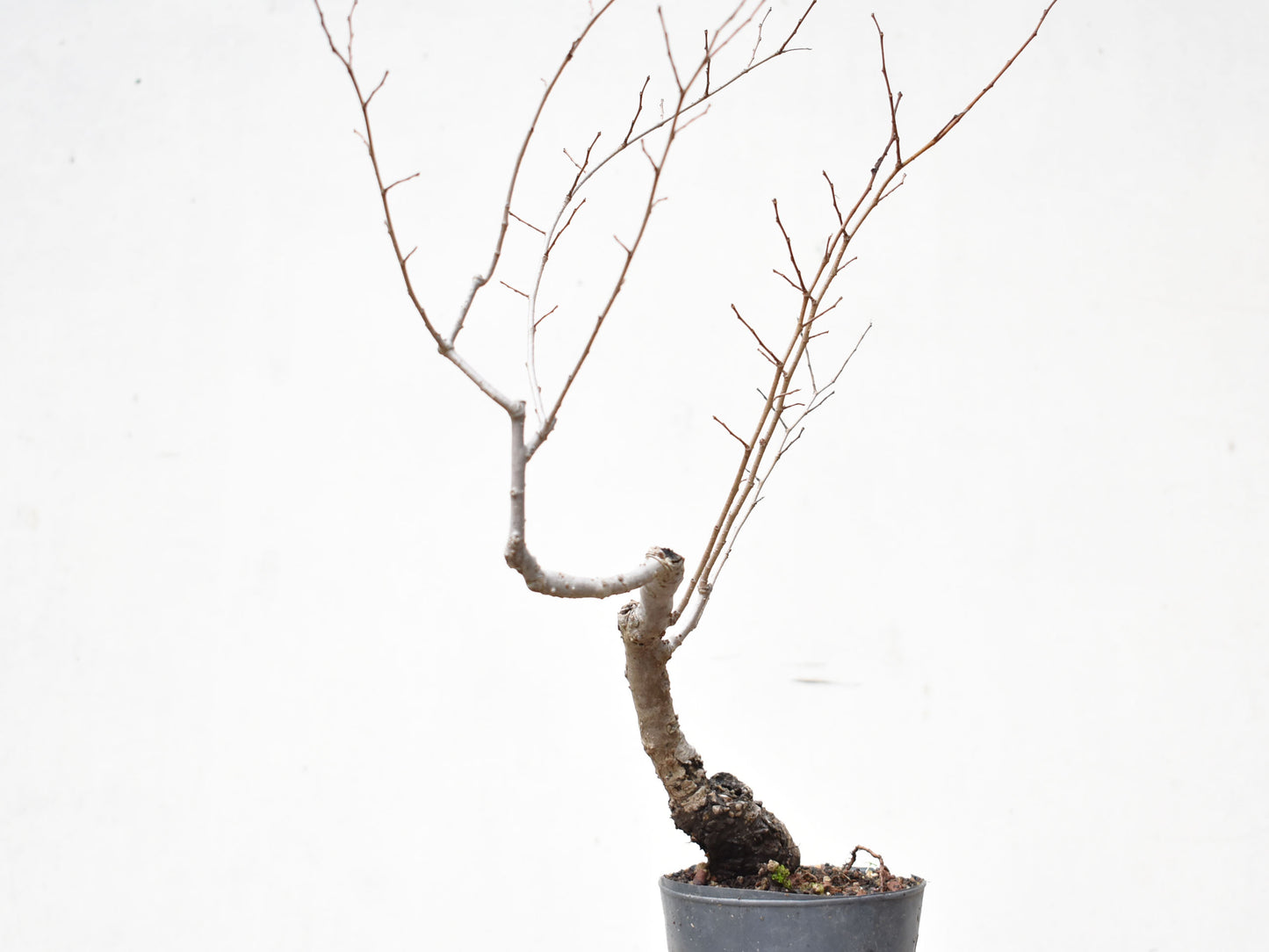 OLMO SIBERIANO (Ulmus Pumila)