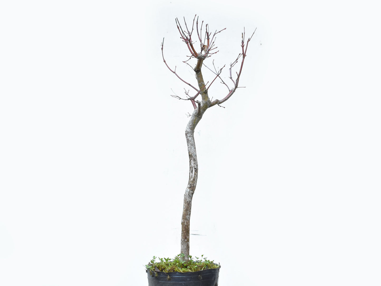 ARCE JAPONES (Acer Palmatum)