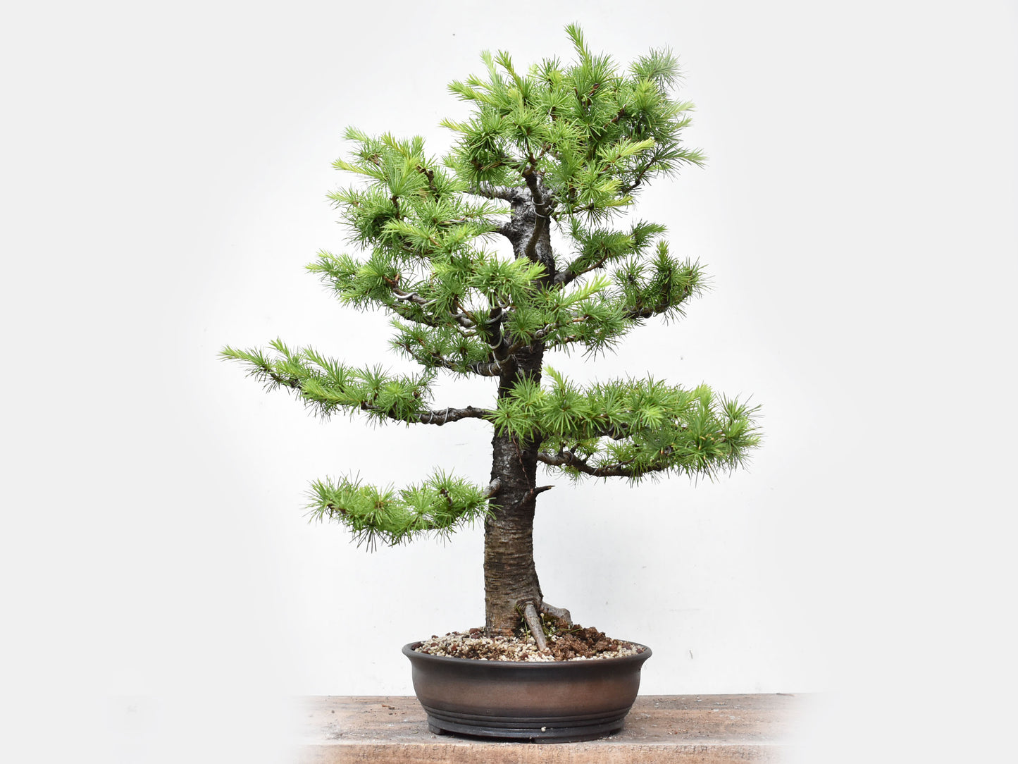 KARAMATSU (Larix Kaempferii)