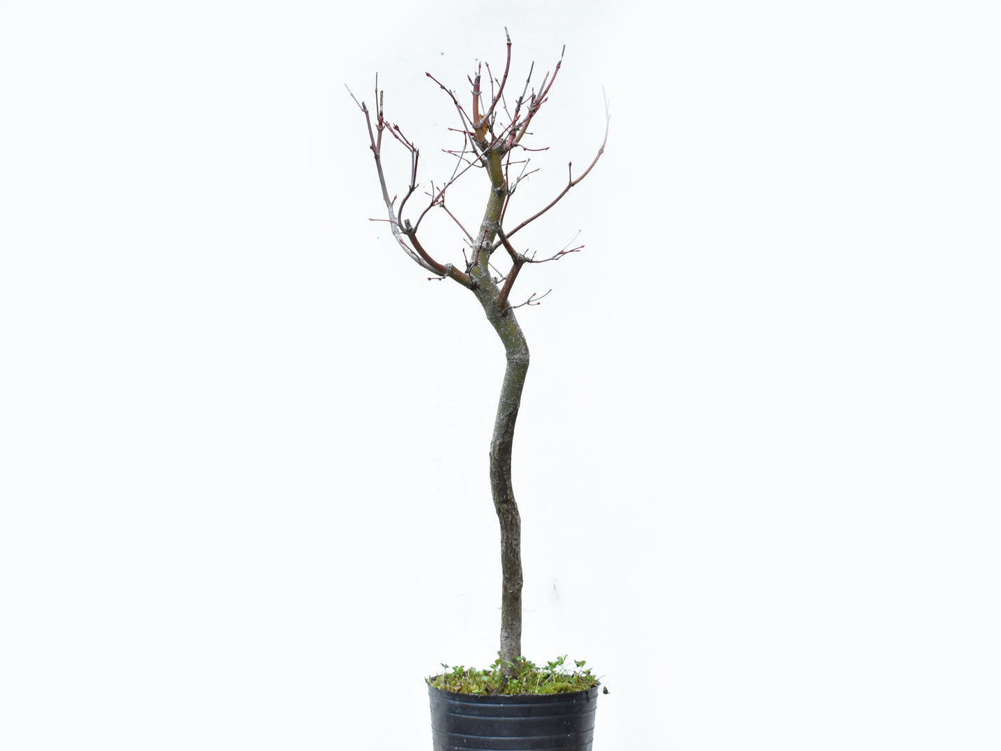 ARCE JAPONES (Acer Palmatum)