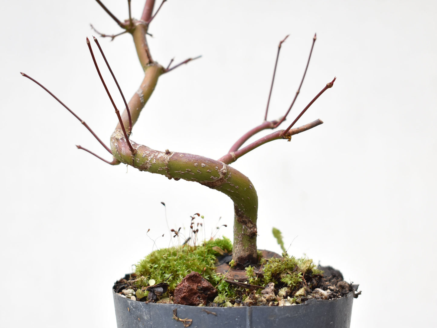 ARCE JAPONES (Acer Palmatum)