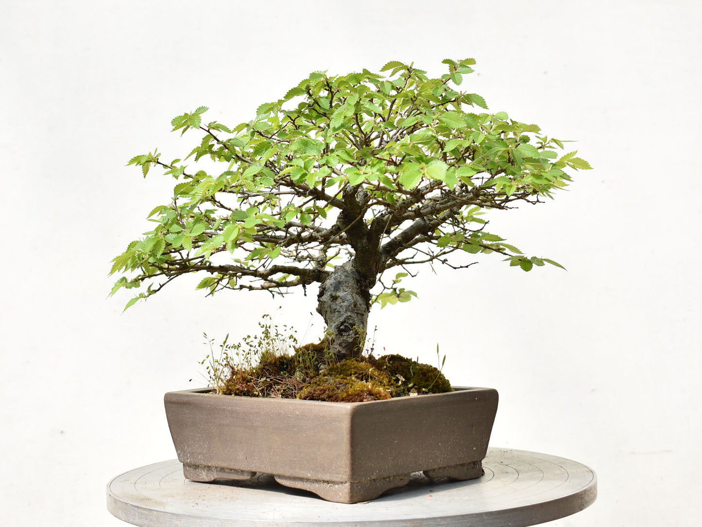 OLMO SIBERIANO (Ulmus Pumila)