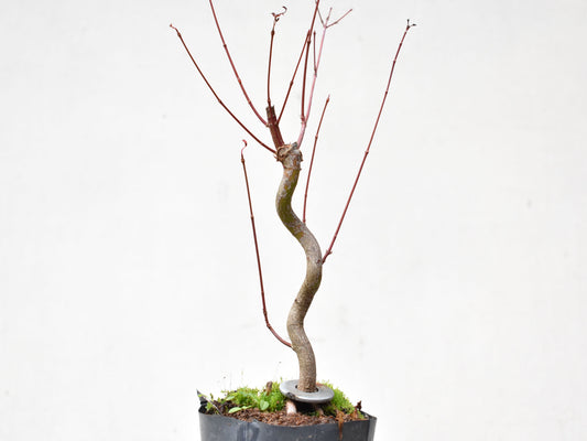 ARCE JAPONES (Acer Palmatum)
