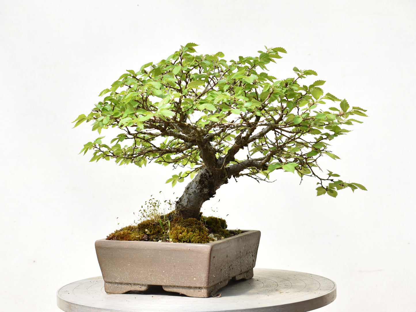 OLMO SIBERIANO (Ulmus Pumila)