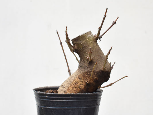 FRESNO MEDITERRANEO (Fraxinus Angustifolia)