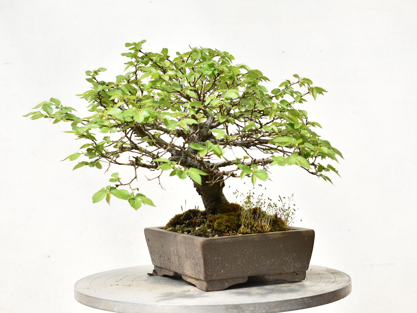 OLMO SIBERIANO (Ulmus Pumila)