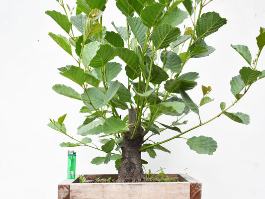 ALISO (Alnus Glutinosa)