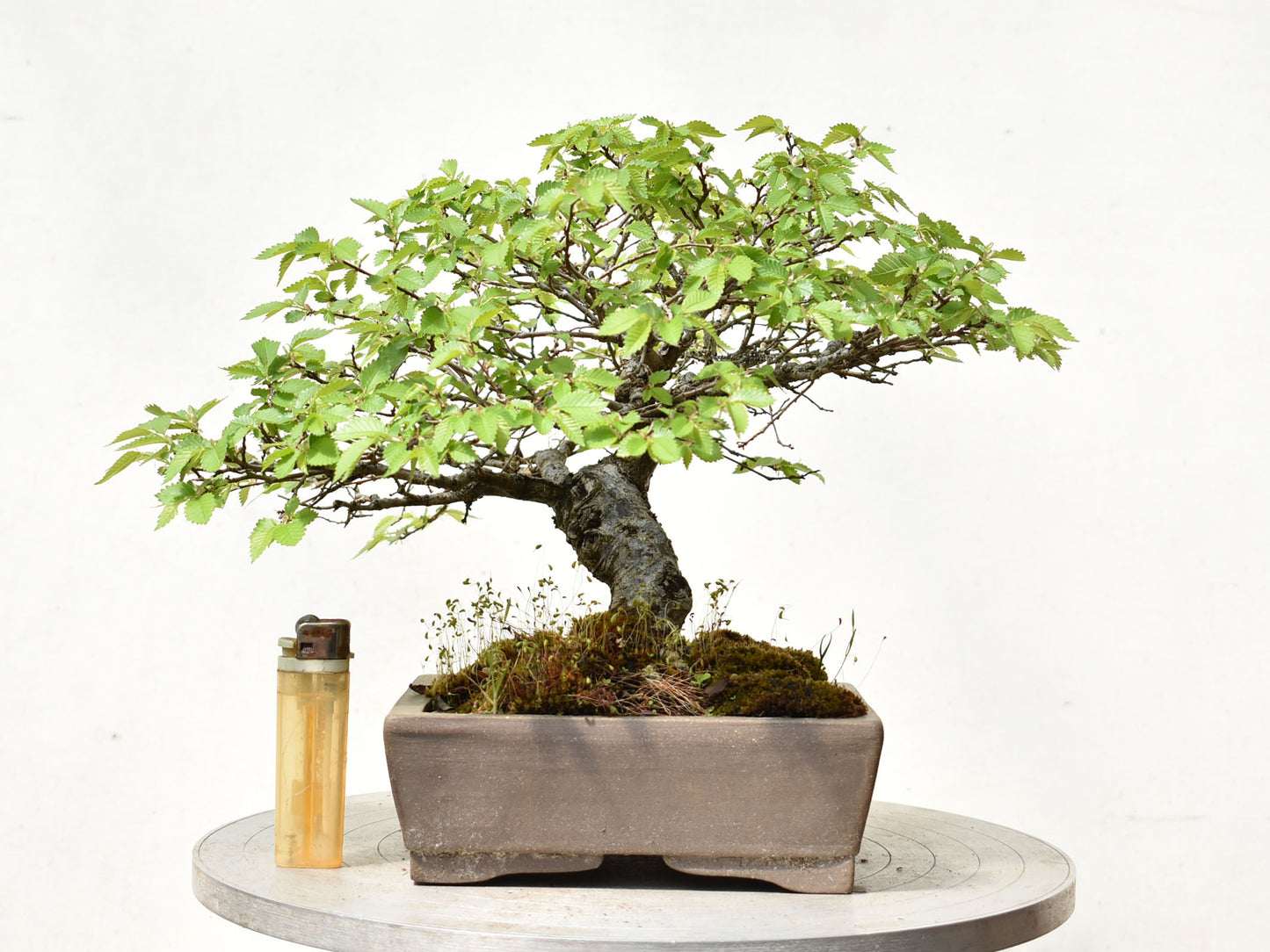 OLMO SIBERIANO (Ulmus Pumila)