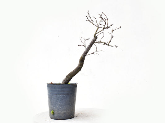 ENDRINO (Prunus Spinosa)