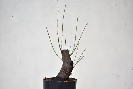 CIRUELO SILVESTRE (Prunus Cerasifera)