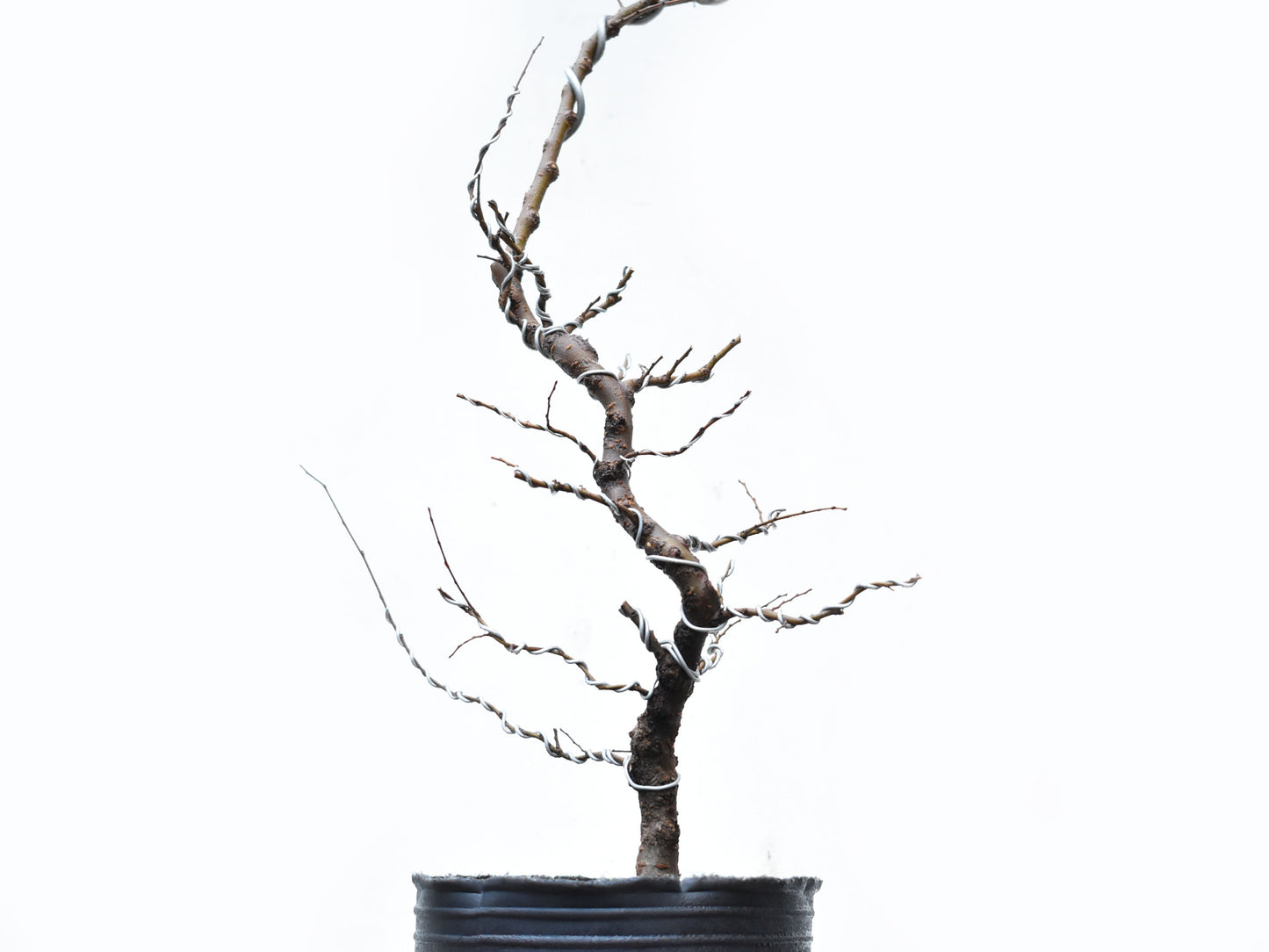 OLMO CHINO (Ulmus Parvifolia)