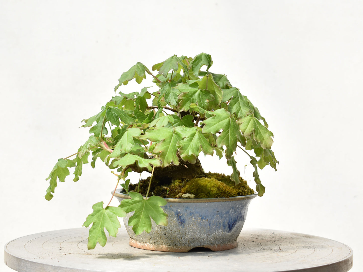 ARCE CAMPESTRE (Acer Campestris)