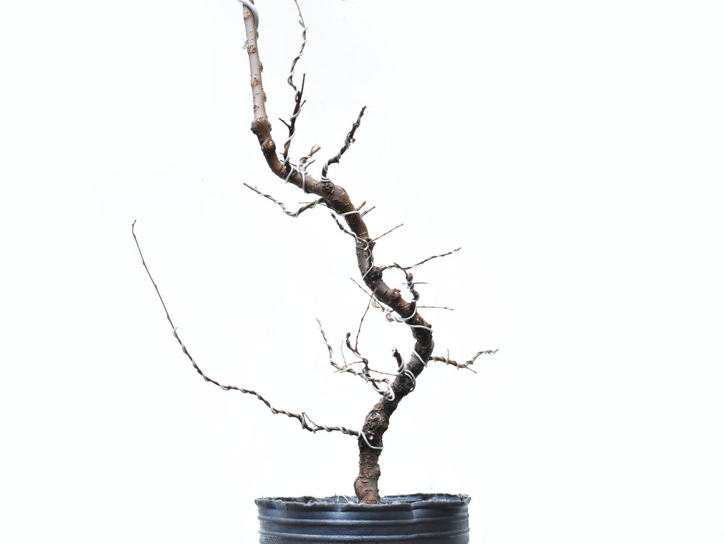 OLMO CHINO (Ulmus Parvifolia)
