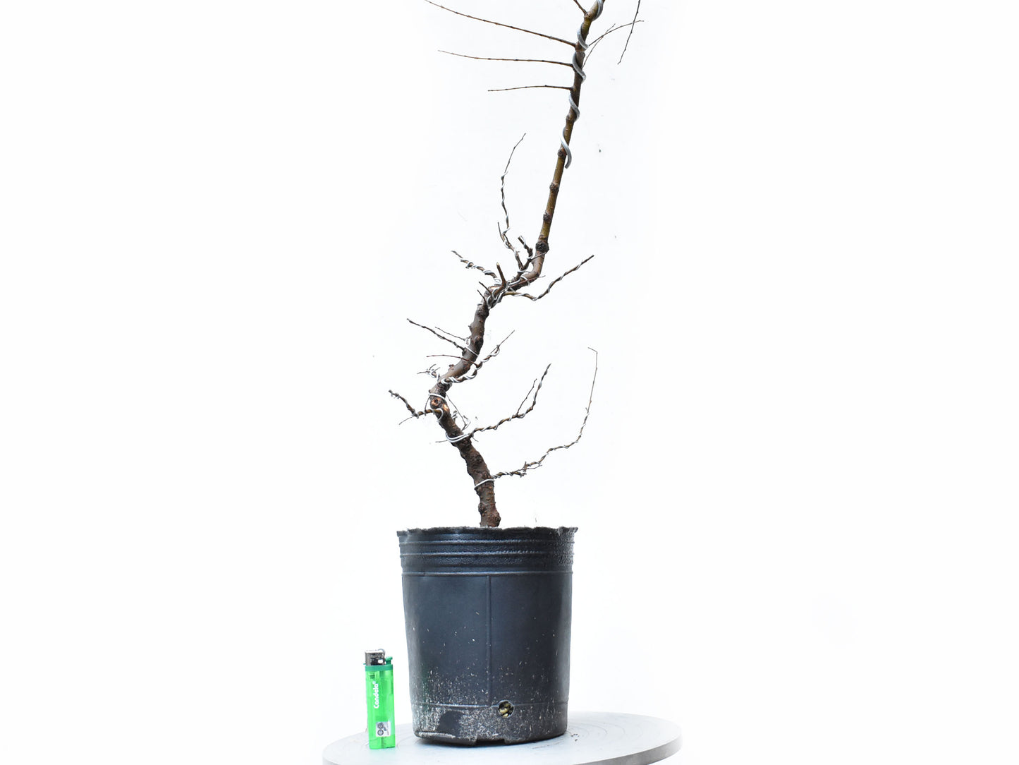 OLMO CHINO (Ulmus Parvifolia)
