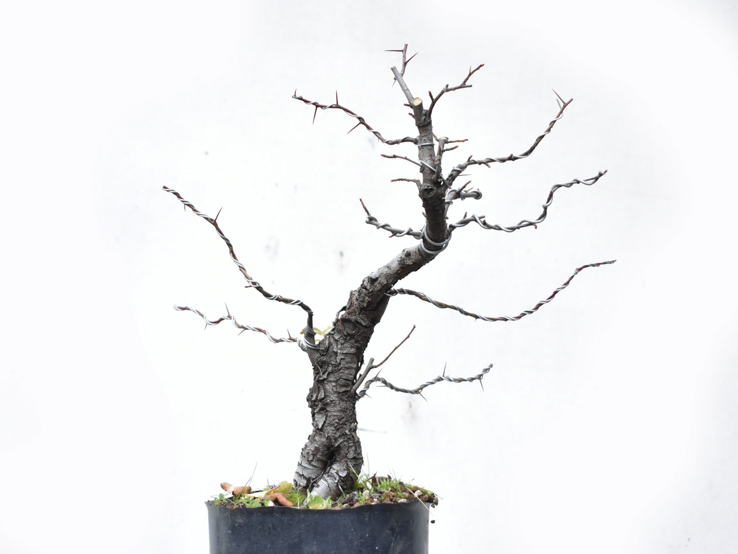 CRATAEGUS (Crataegus Phaenophylum)