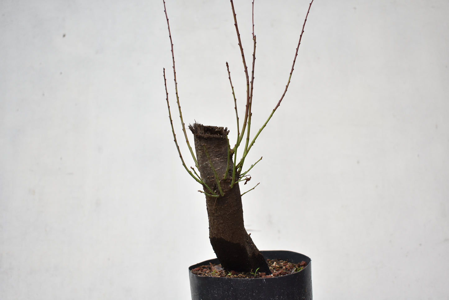 CIRUELO SILVESTRE (Prunus Cerasifera)