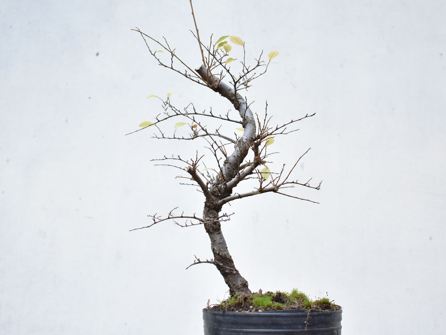 OLMO CHINO (Ulmus Parvifolia)