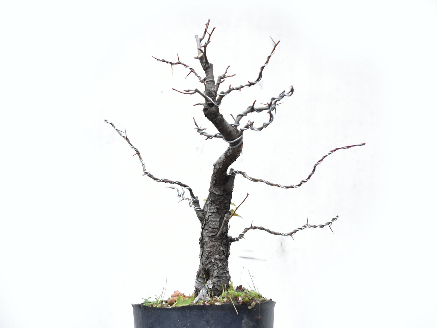 CRATAEGUS (Crataegus Phaenophylum)