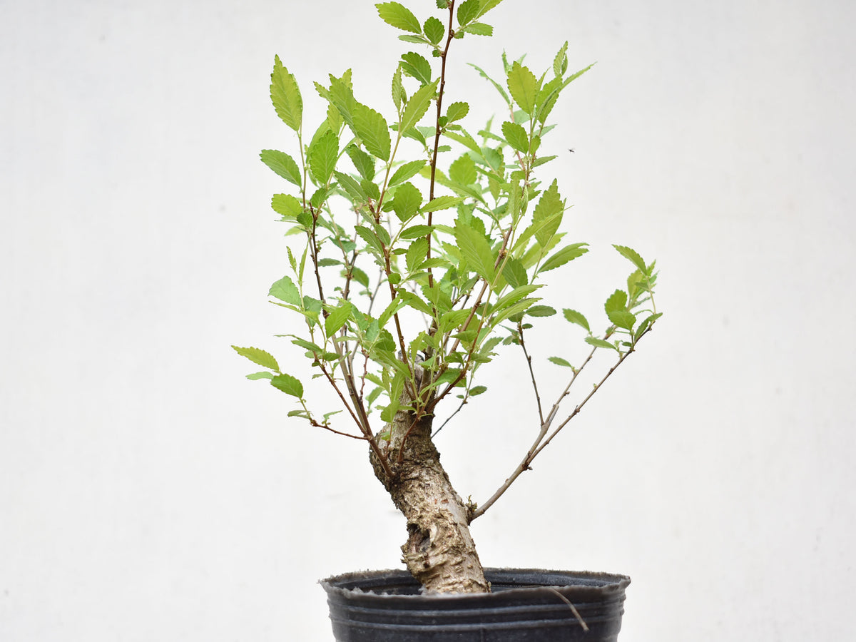 OLMO (Ulmus Minor)