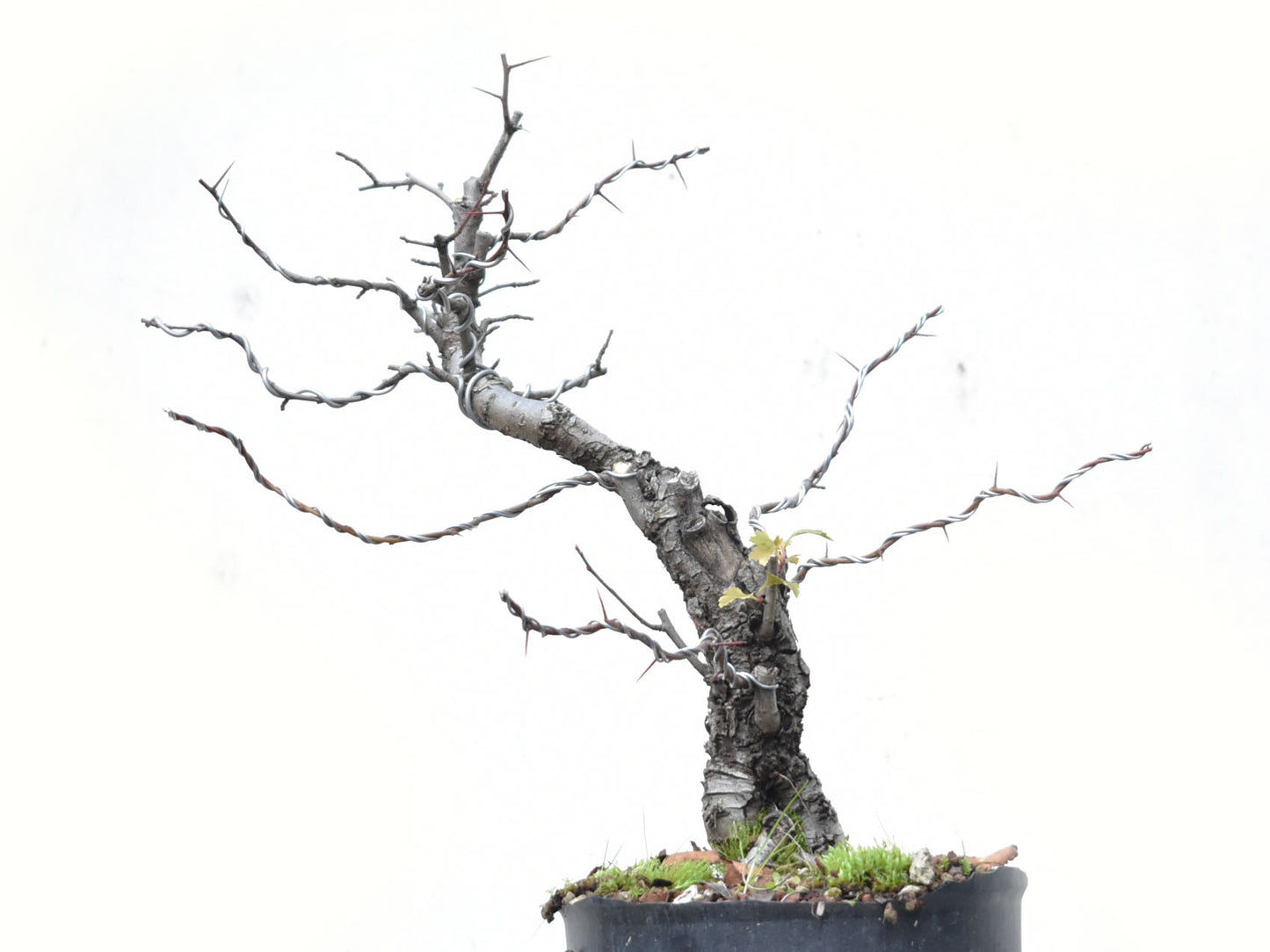 CRATAEGUS (Crataegus Phaenophylum)