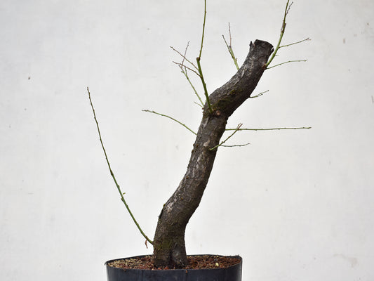 CIRUELO SILVESTRE (Prunus Cerasifera)