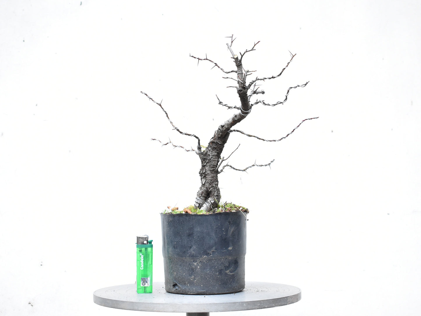 CRATAEGUS (Crataegus Phaenophylum)