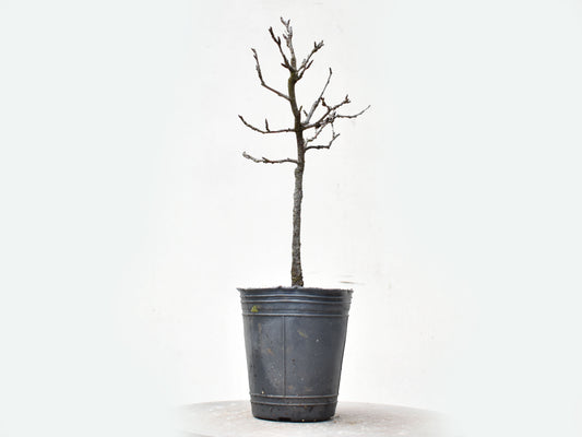 ENDRINO (Prunus Spinosa)