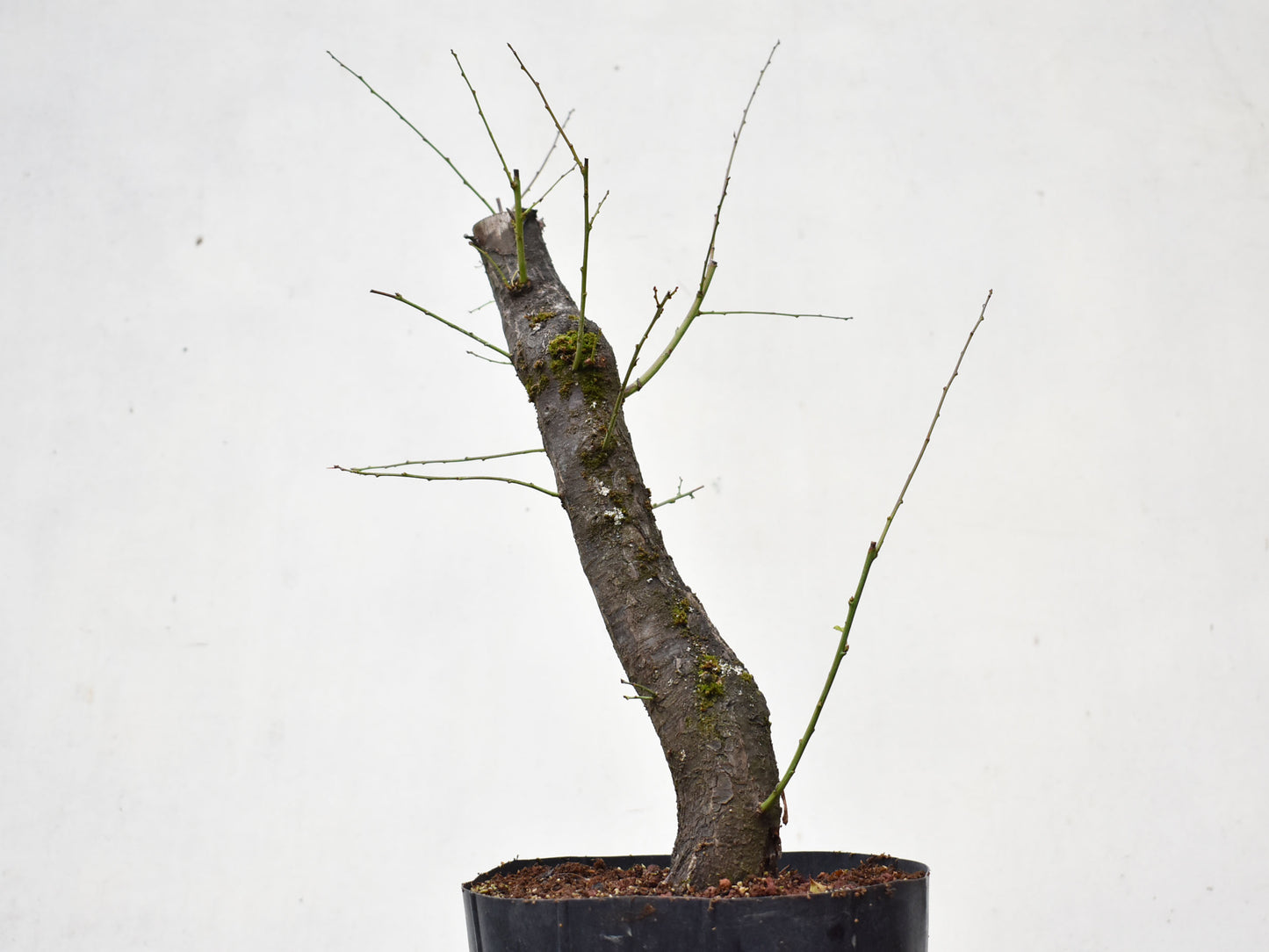 CIRUELO SILVESTRE (Prunus Cerasifera)