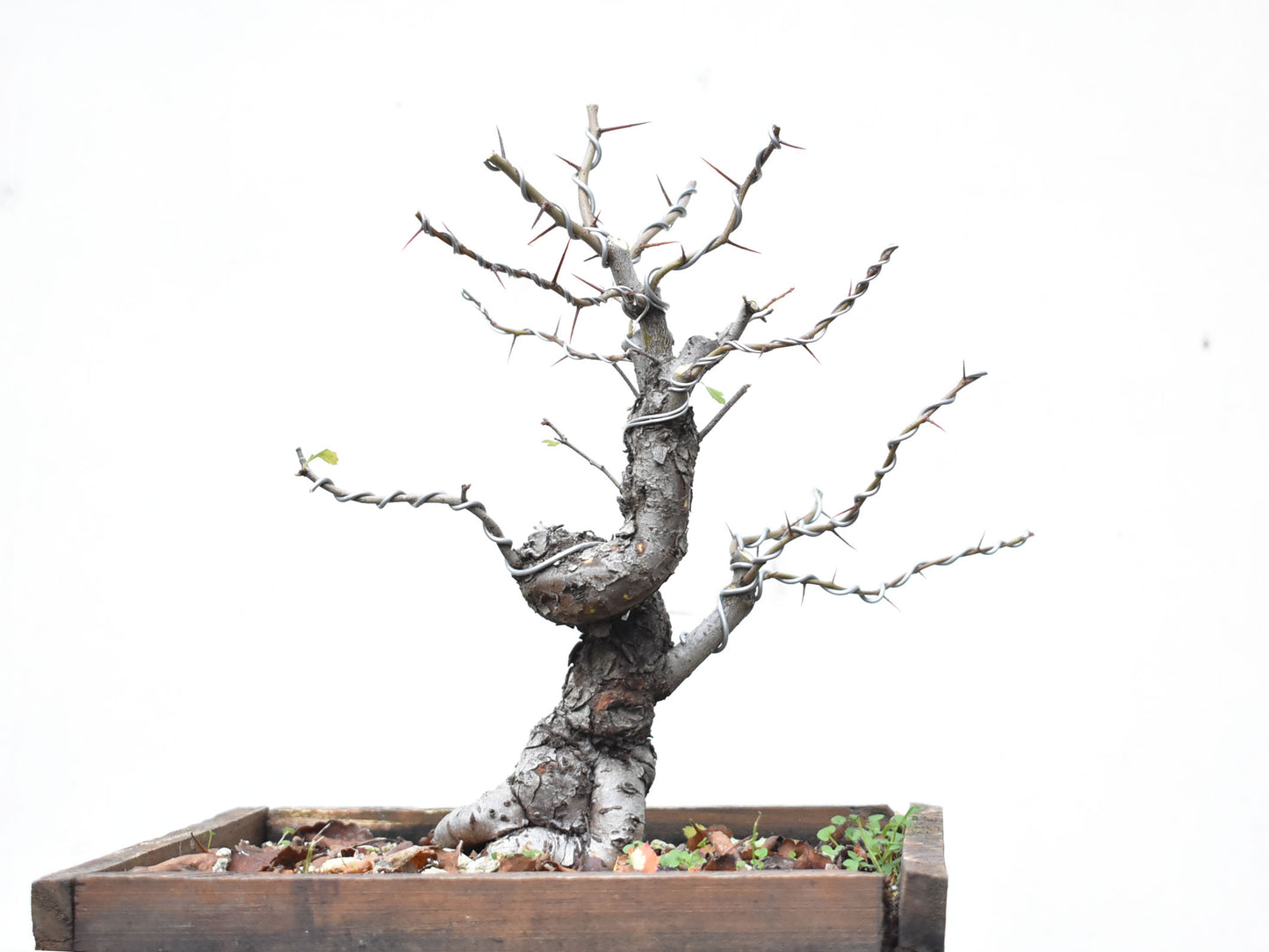 CRATAEGUS (Crataegus Phaenophylum)