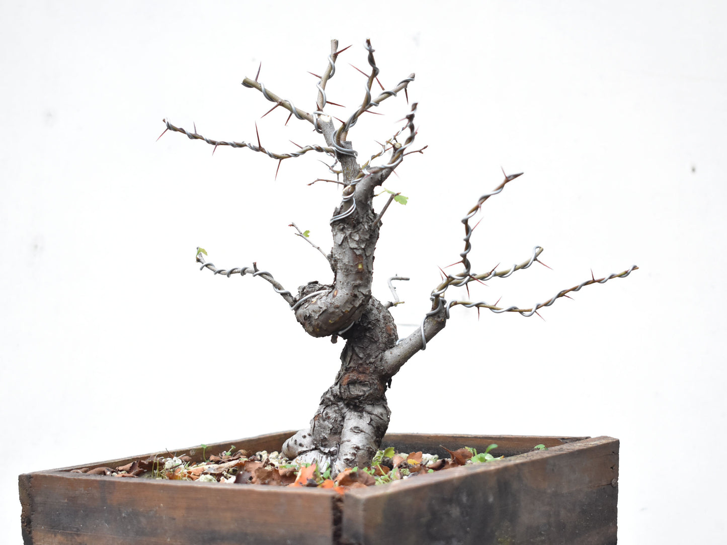 CRATAEGUS (Crataegus Phaenophylum)