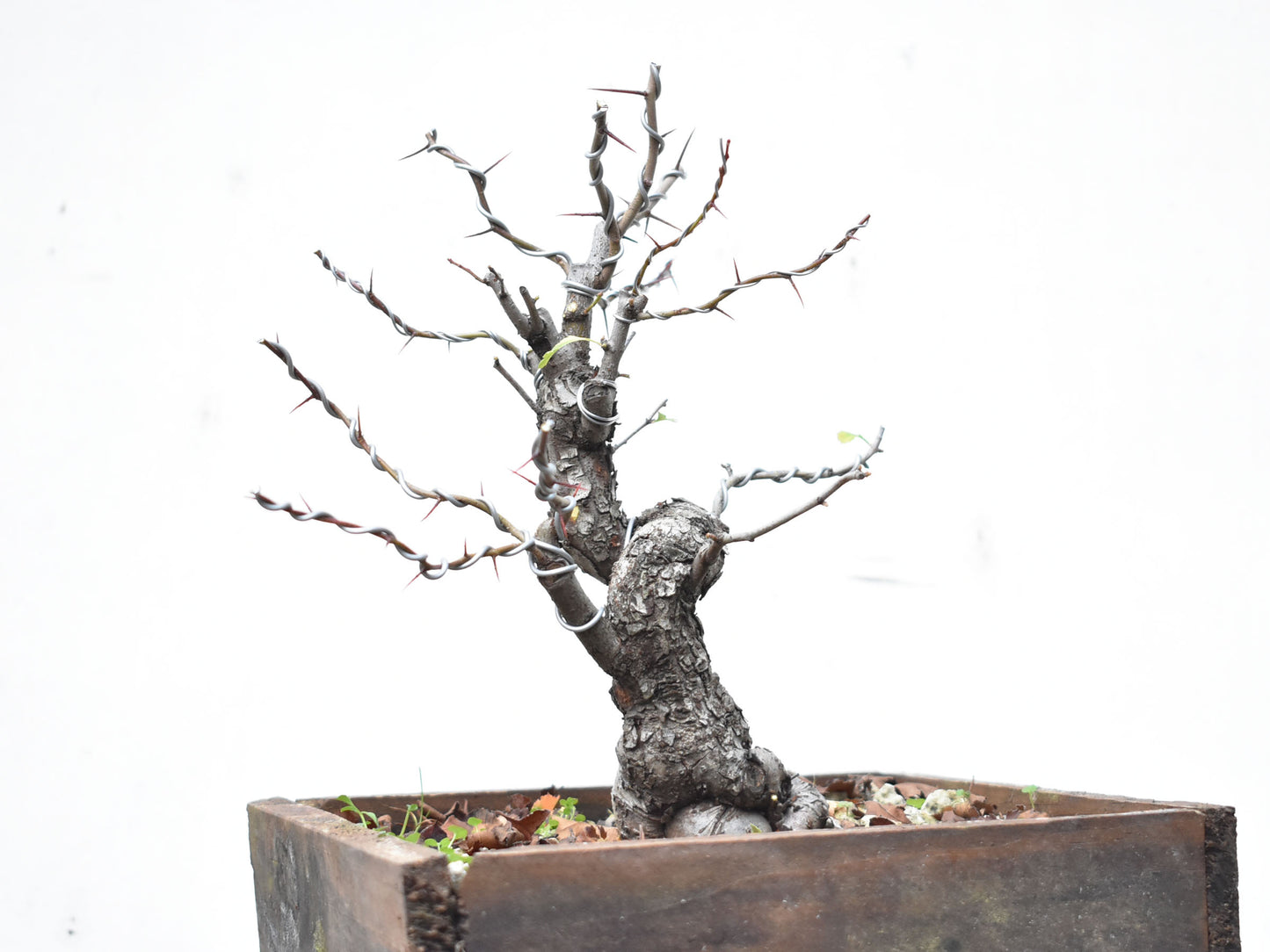 CRATAEGUS (Crataegus Phaenophylum)
