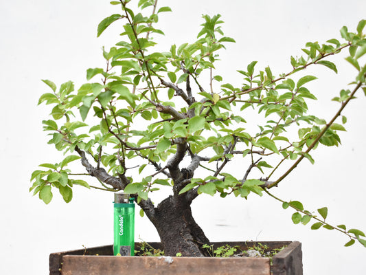 ENDRINO (Prunus Spinosa)